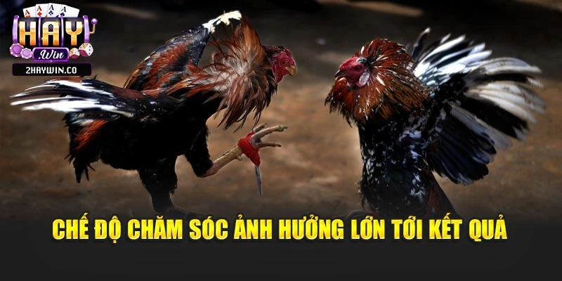 Chế độ chăm sóc ảnh hưởng lớn tới kết quả