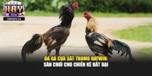 Đá Gà Cựa Sắt Thomo Haywin: Sân Chơi Cho Chiến Kê Bất Bại