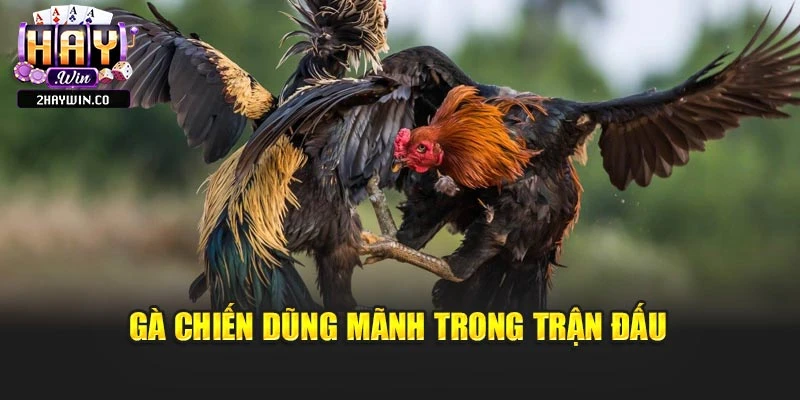 Gà chiến dũng mãnh trong trận đấu