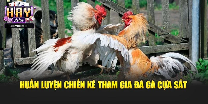 Huấn luyện chiến kê tham gia đá gà cựa sắt