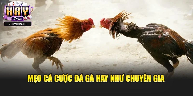 Mẹo cá cược đá gà hay như chuyên gia