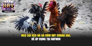 Mẹo Soi Kèo Đá Gà Hôm Nay Chuẩn Xác, Dễ Áp Dụng Tại Haywin