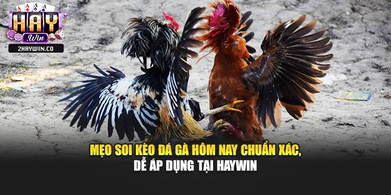 Mẹo Soi Kèo Đá Gà Hôm Nay Chuẩn Xác, Dễ Áp Dụng Tại Haywin